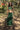 In The Wild - Gajji Silk Set