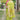 Parrot Green Banarasi Minakari Handloom Saree Sarees