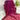 Rani Soft Silk Resham Palav Bandhani Saree magenta / Soft Silk Sarees