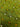 Mahendi Cotton Satin Fabric olive / Cotton Satin Fabric