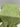 Pista Malai Silk Single Dot Bandhani Saree darkseagreen / Malai Silk Sarees