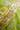 Parrot Green Banarasi Minakari Handloom Saree Sarees
