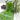 Green Traditional Bliss Bandhani Drape Saree Sarees
