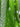 Green Traditional Bliss Bandhani Drape Saree Sarees