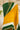Mustard And Green Gajji Silk BAndhani Designer Gala Saree With 3 Colour Dying