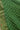 Gadhwal Silk Dana Bandhani saree In Green And Pista