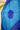 Chandrakni Bandhani Dupatta Ferozi And Blue In Gajji Silk